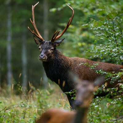 Cerf élaphe ©Guillaume Pasche