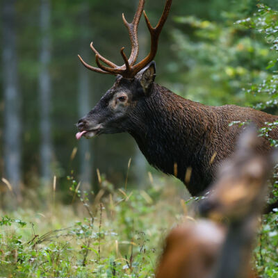 Cerf élaphe ©Guillaume Pasche