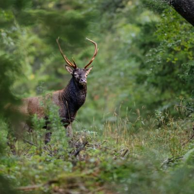 Cerf élaphe ©Guillaume Pasche