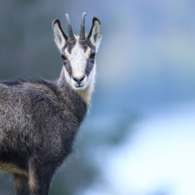 Chamois ©Guillaume Pasche