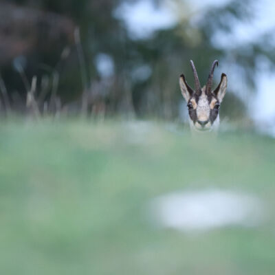 Chamois ©Guillaume Pasche