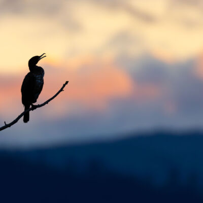 Grand cormoran © Guillaume Pasche