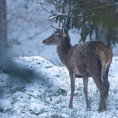 Daguet © Guillaume Pasche
