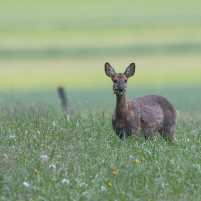 Chevreuil © Guillaume Pasche