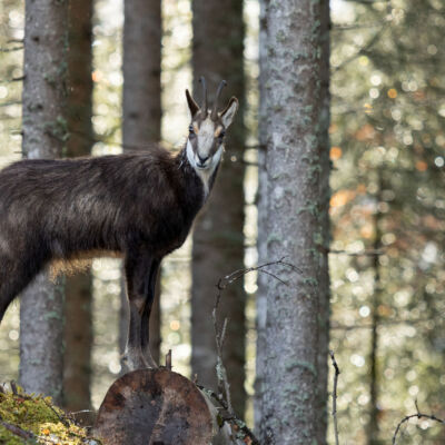 Chamois ©Guillaume Pasche
