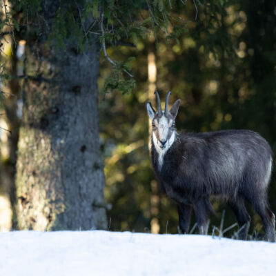 Chamois ©Guillaume Pasche