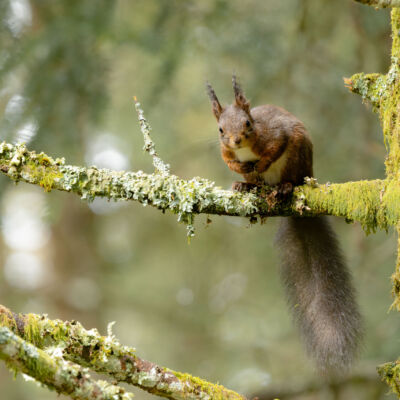 Ecureuil roux ©Guillaume Pasche