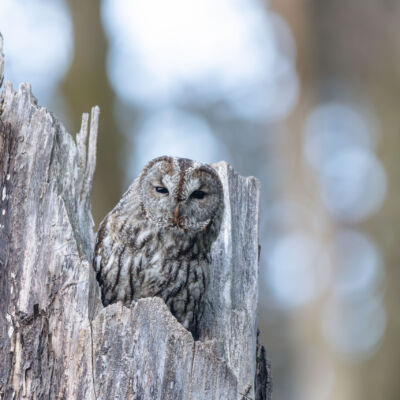 Chouette Hulotte © Guillaume Pasche