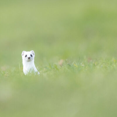 Hermine ©Guillaume Pasche