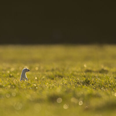 Hermine ©Guillaume Pasche