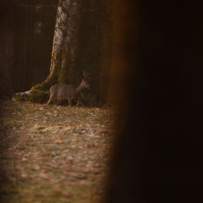Chevreuil ©Guillaume Pasche