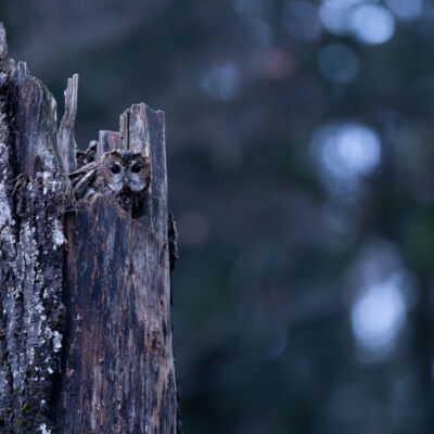 Chouette Hulotte © Guillaume Pasche
