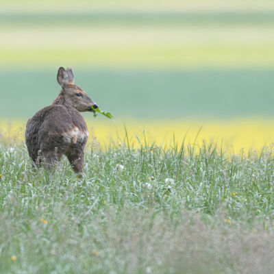 Chevreuil © Guillaume Pasche
