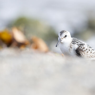 Bécasseau sanderling © Guillaume Pasche