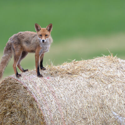 Renard roux ©Guillaume Pasche