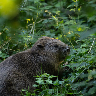 Castor ©Guillaume Pasche