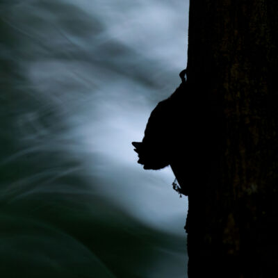 Murin de Daubenton ©Guillaume Pasche