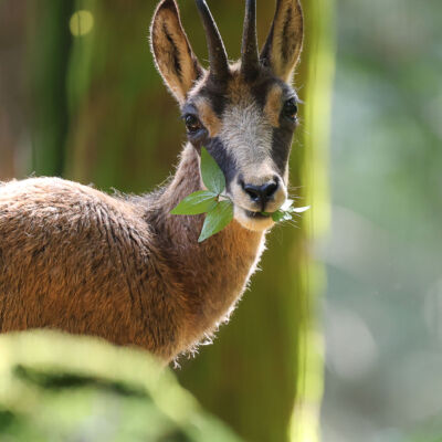 Chamois ©Guillaume Pasche
