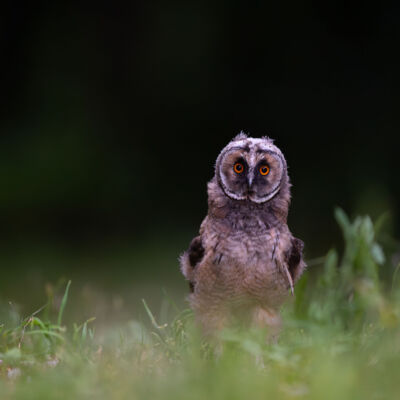 Hibou moyen-duc © Guillaume Pasche