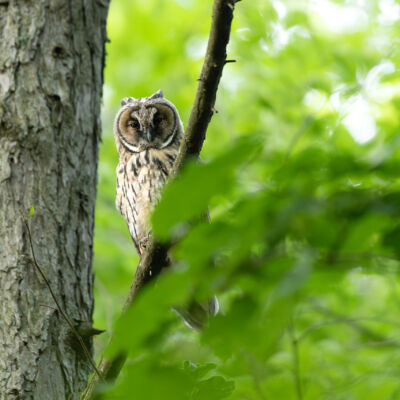 Hibou moyen-duc © Guillaume Pasche