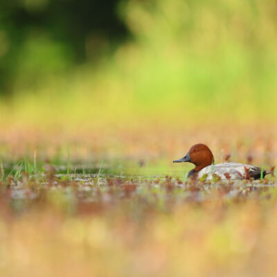 Fuligule milouin © Guillaume Pasche