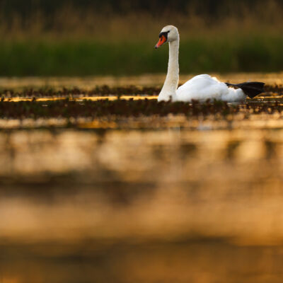 Cygne © Guillaume Pasche