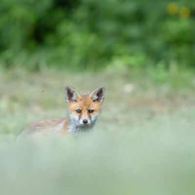 Renard roux ©Guillaume Pasche