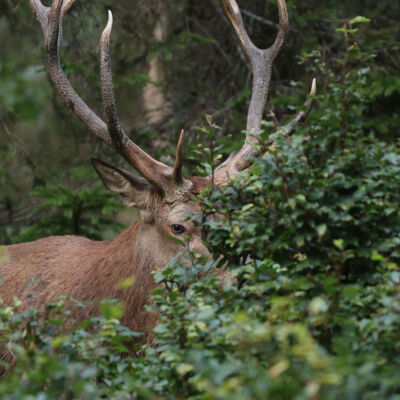 Cerf élaphe ©Guillaume Pasche