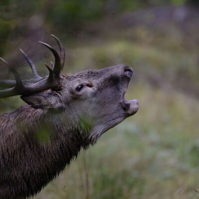 Cerf élaphe ©Guillaume Pasche