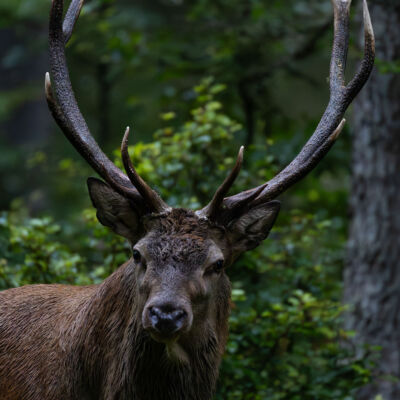 Cerf élaphe ©Guillaume Pasche