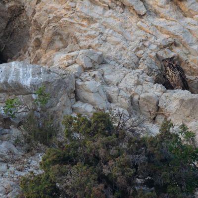 Hibou Grand-duc ©Guillaume Pasche