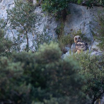 Hibou Grand-duc ©Guillaume Pasche