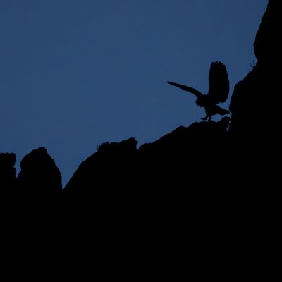 Hibou Grand-duc ©Guillaume Pasche