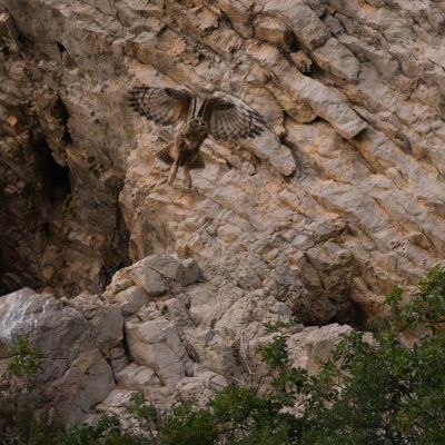 Hibou Grand-duc ©Guillaume Pasche