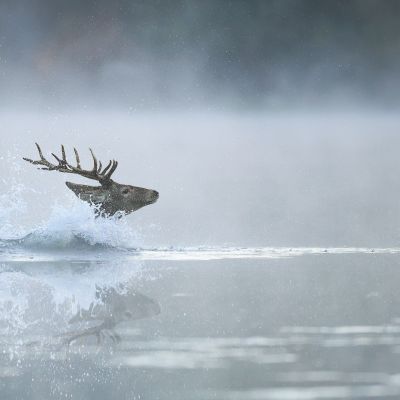 Cerf élaphe ©Guillaume Pasche