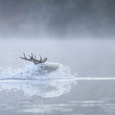 Cerf élaphe ©Guillaume Pasche