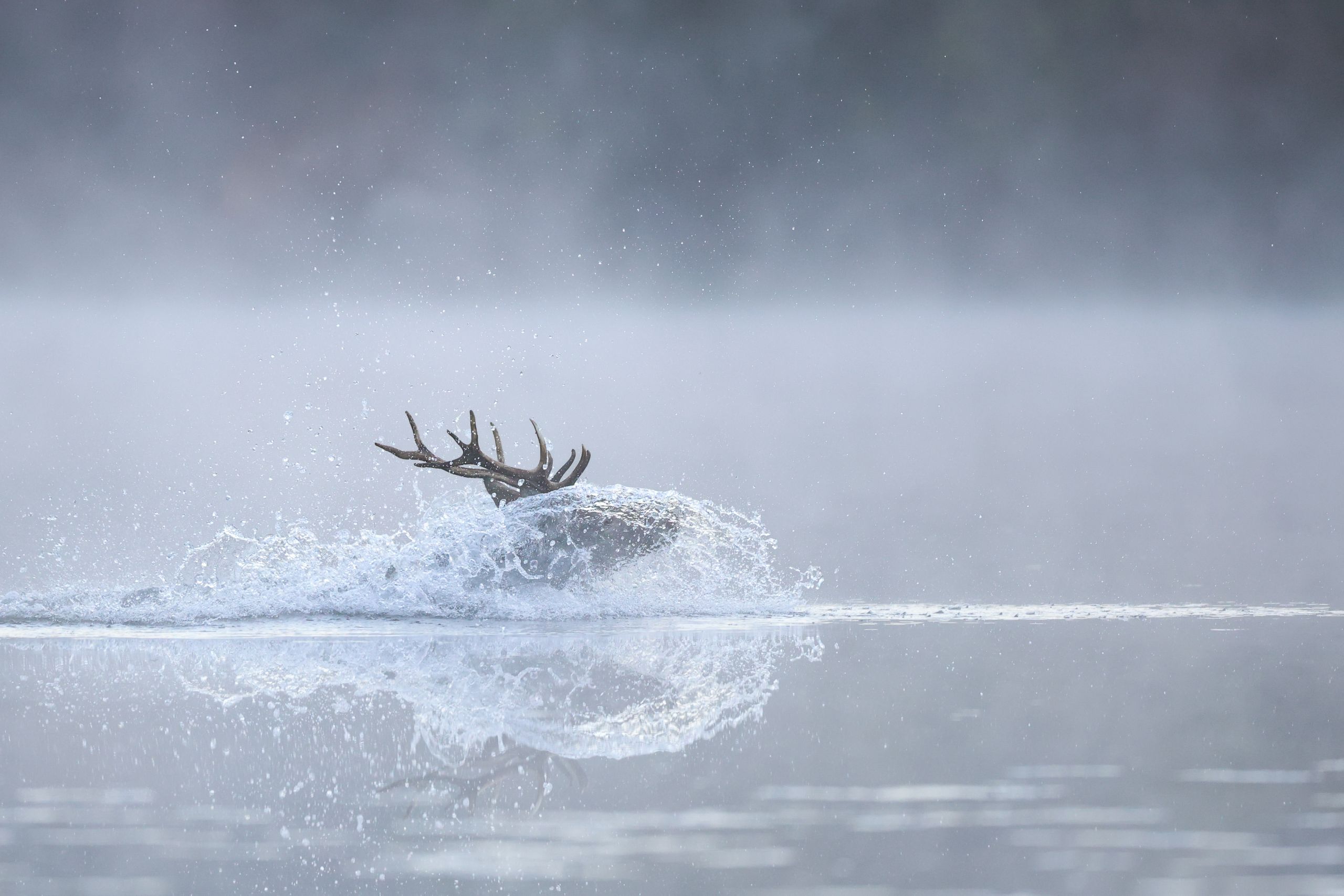 Cerf élaphe ©Guillaume Pasche