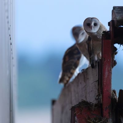 Effraies des clochers ©Guillaume Pasche