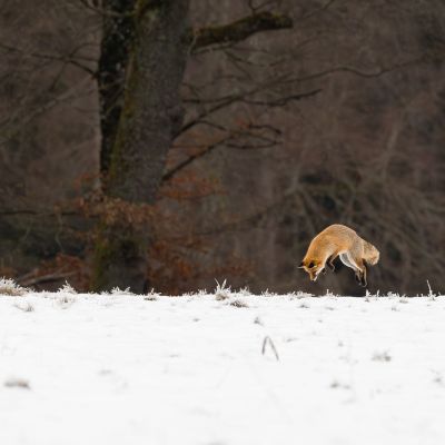 Renard roux ©Guillaume Pasche