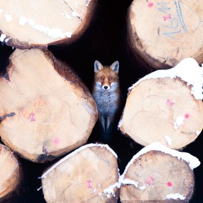 Renard roux ©Guillaume Pasche