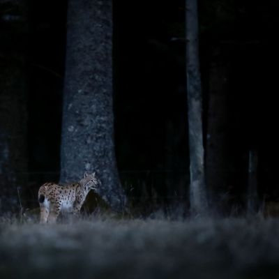 Lynx boréal ©Guillaume Pasche
