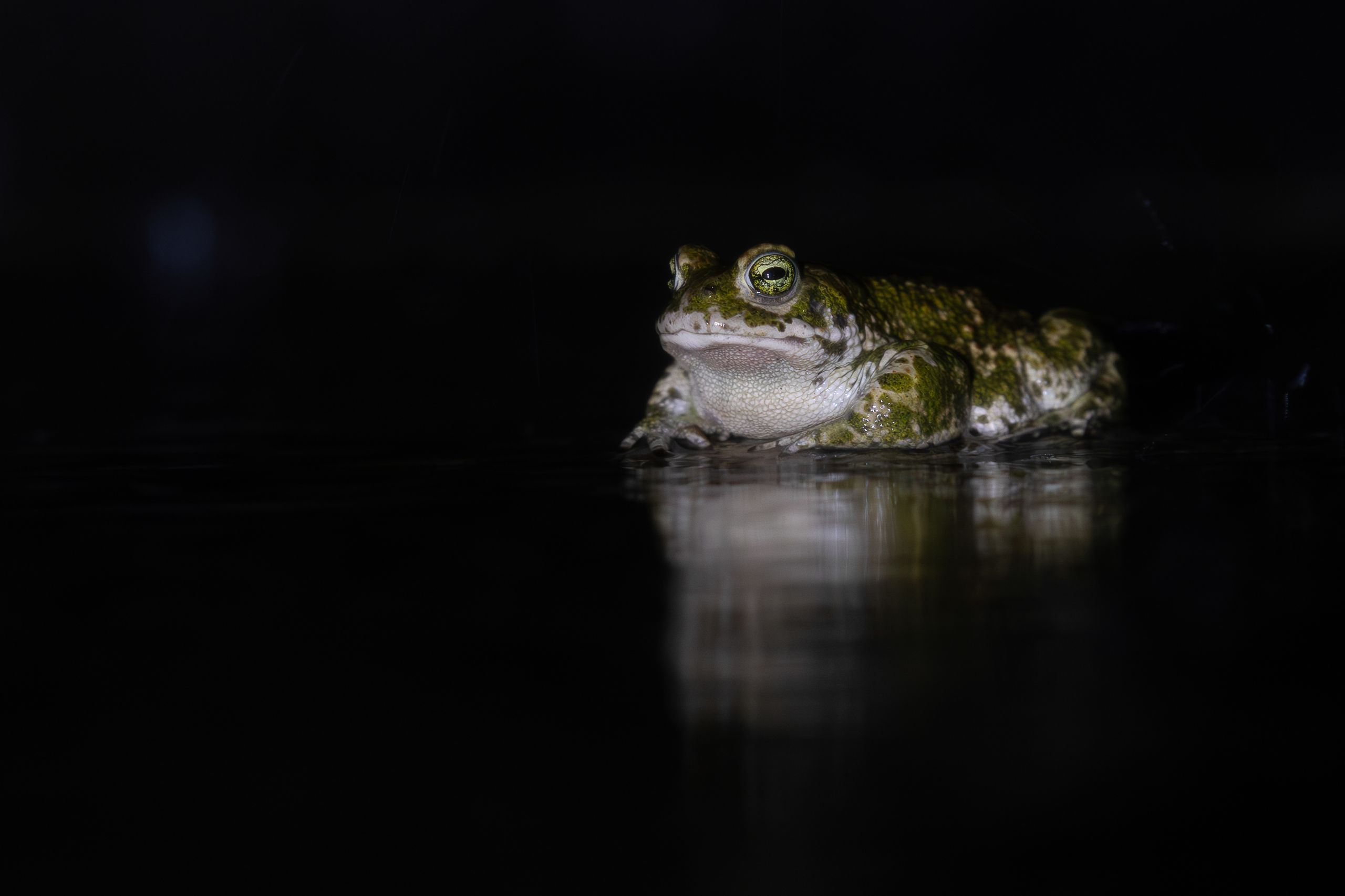 Crapaud calamite - Suisse 2026